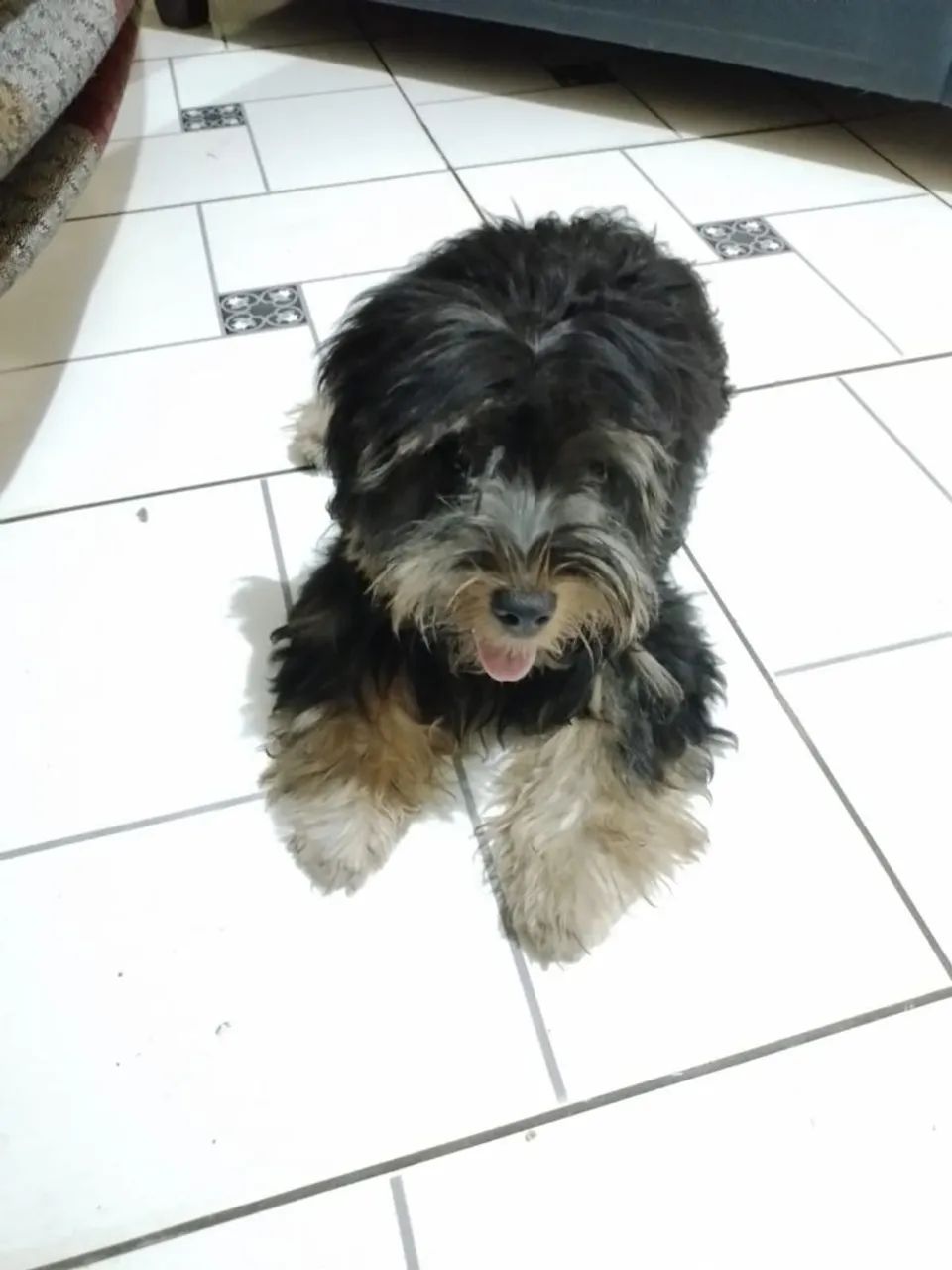 Vendo um yorkshire terrier  - Foto 2
