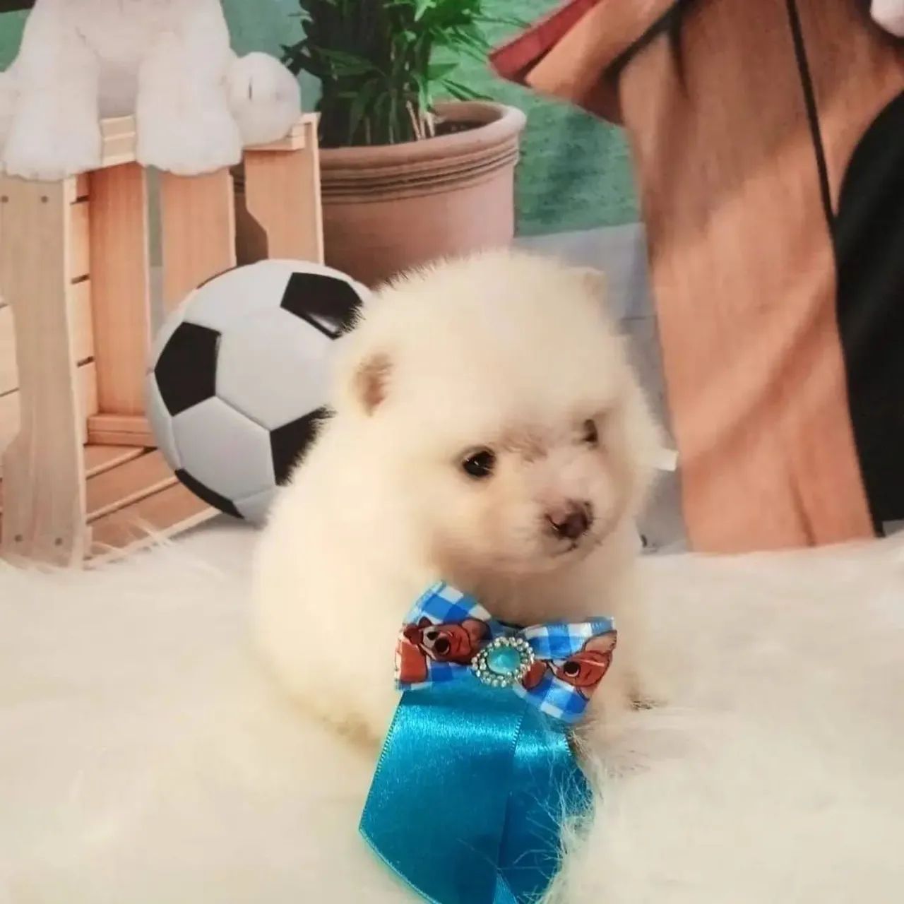 Spitz alemão - Foto 2