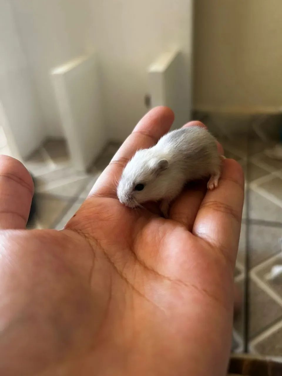 HAMSTERS ANÃO RUSSO FILHOTES  - Foto 2