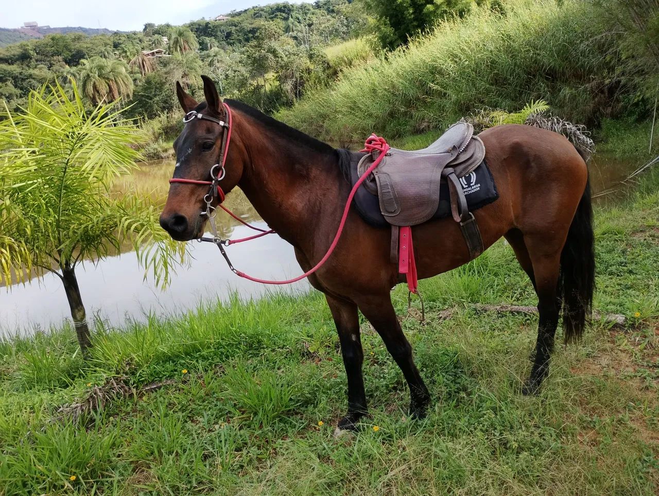 Cavalo 