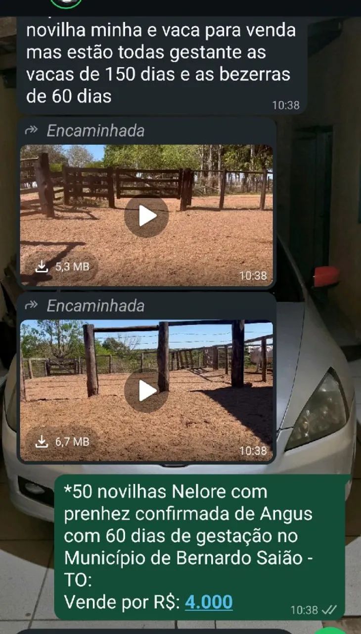 Gados - Foto 2