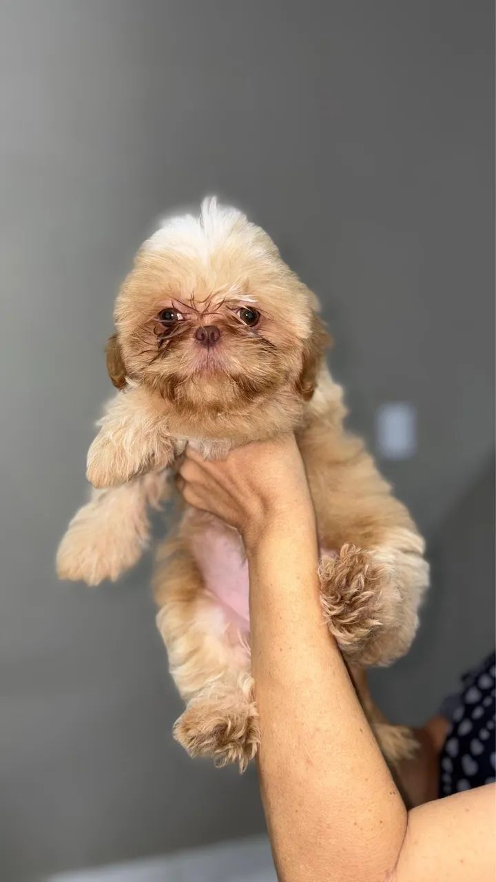 Cachorro  - Foto 2