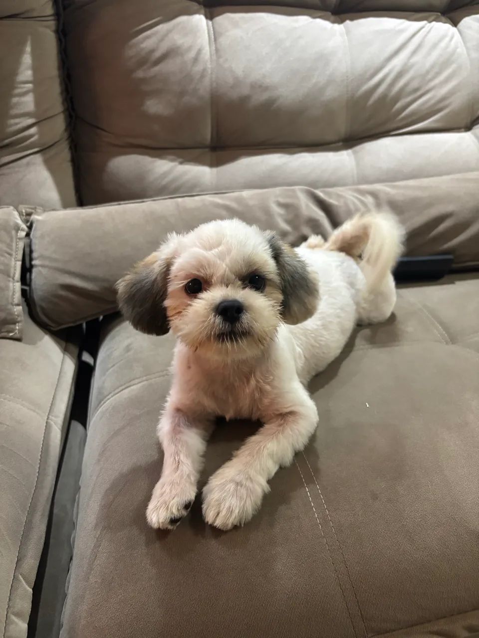 Doa-se Shih tzu Urgente  - Foto 3