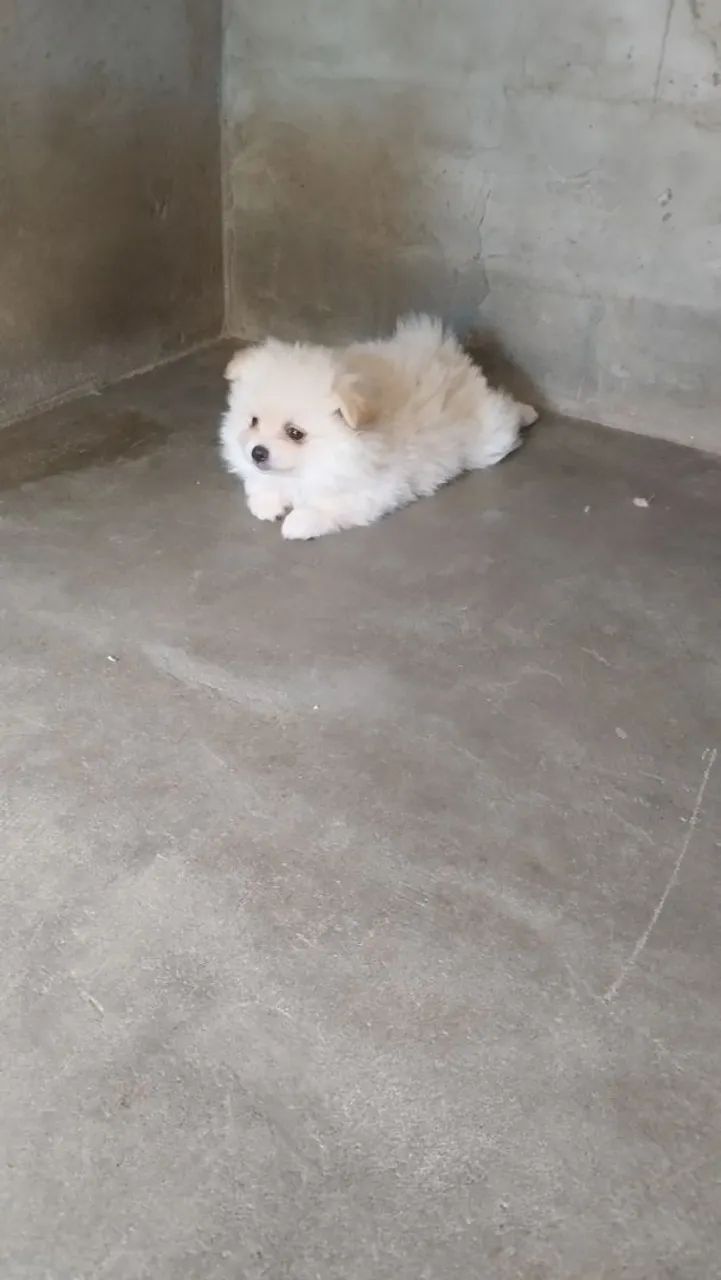 Cachorro Spitz 