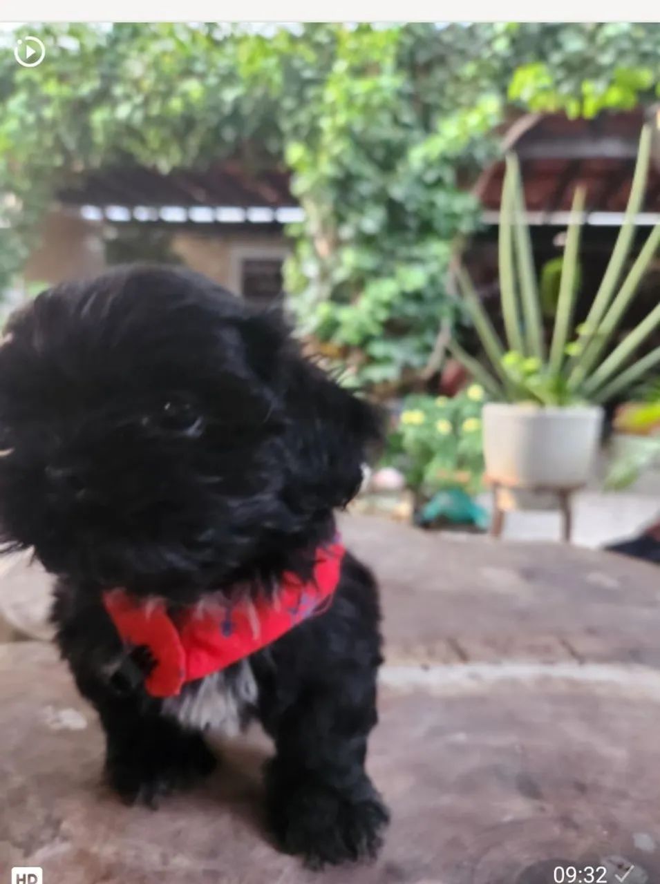 Shih Tzu  - Foto 3