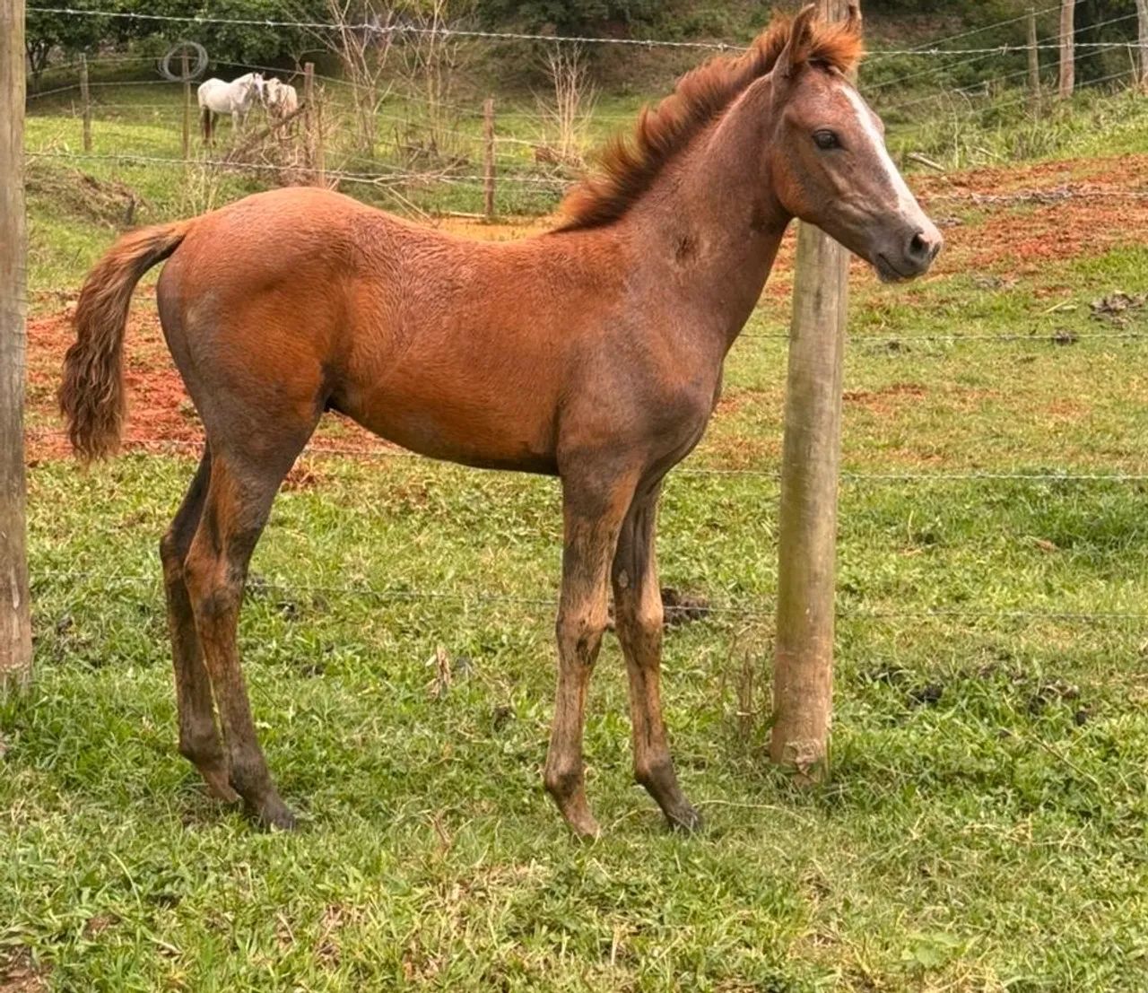 Potro  mangalarga marchador 