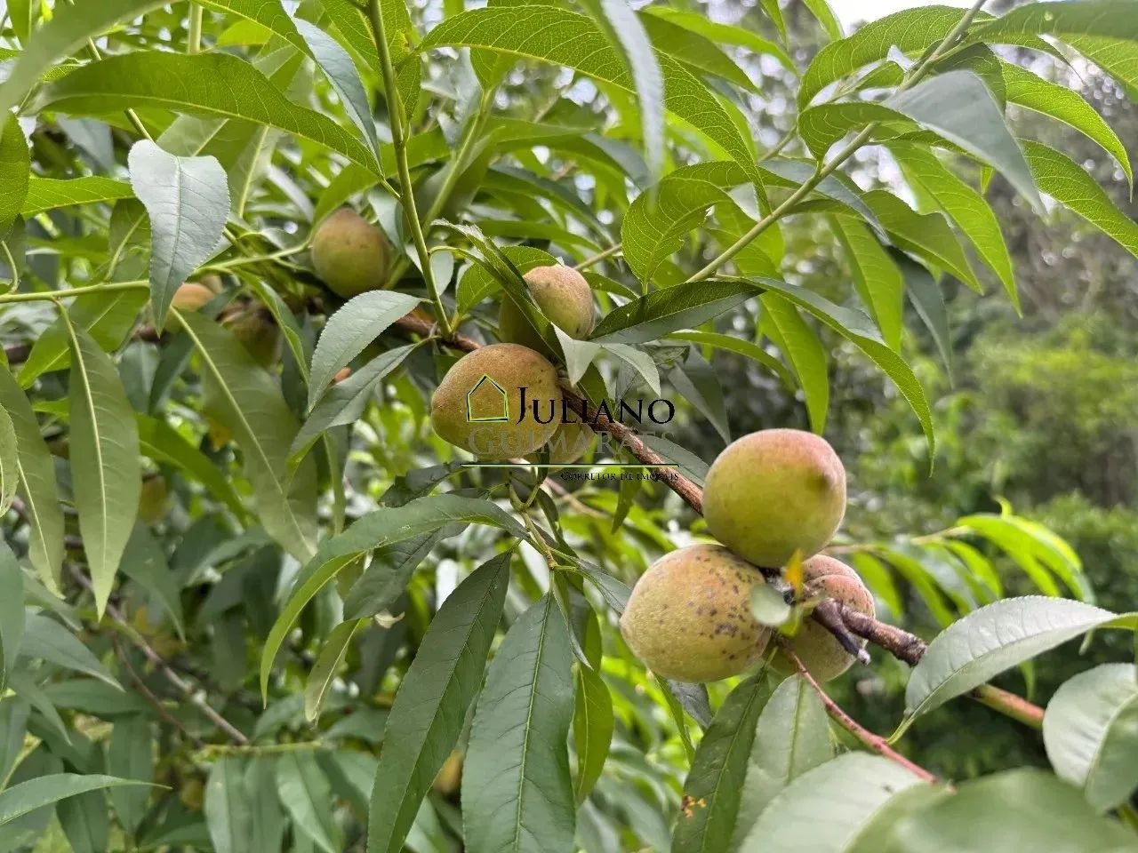 SÍTIO Á VENDA, Anitápolis SC - Foto 3