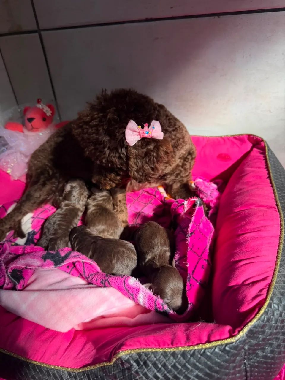 Filhotes de poodle  - Foto 3