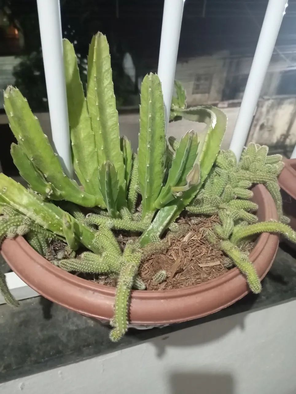 Cactus  - Foto 3