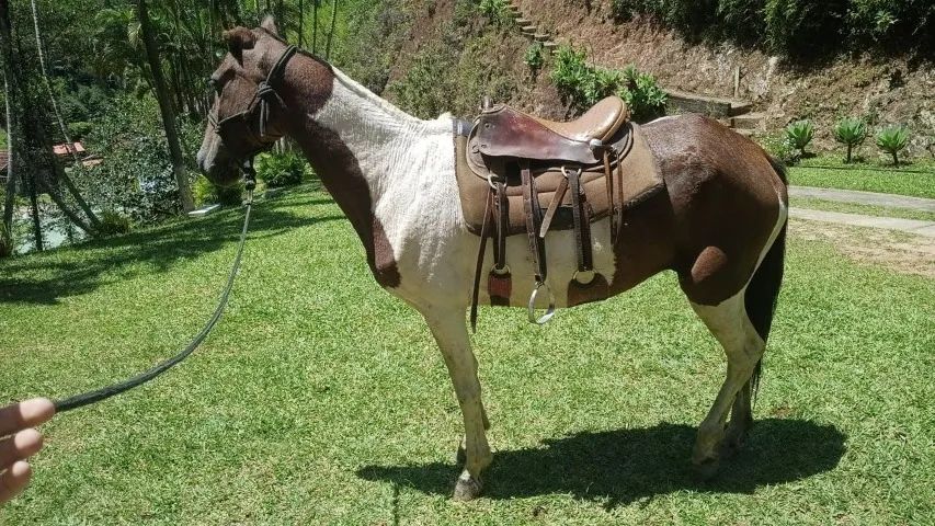  2 éguas -  1 Pampa e 1 Baia puxa Charrete  e passeia com criança