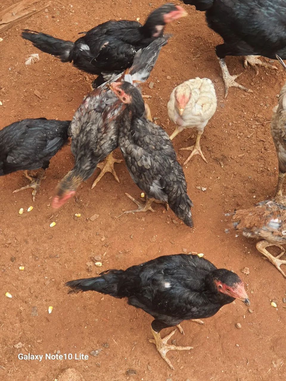 Fraguinho índio  - Foto 4