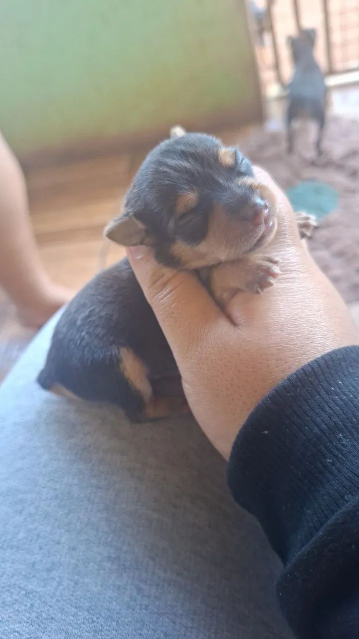 Pinscher macho 