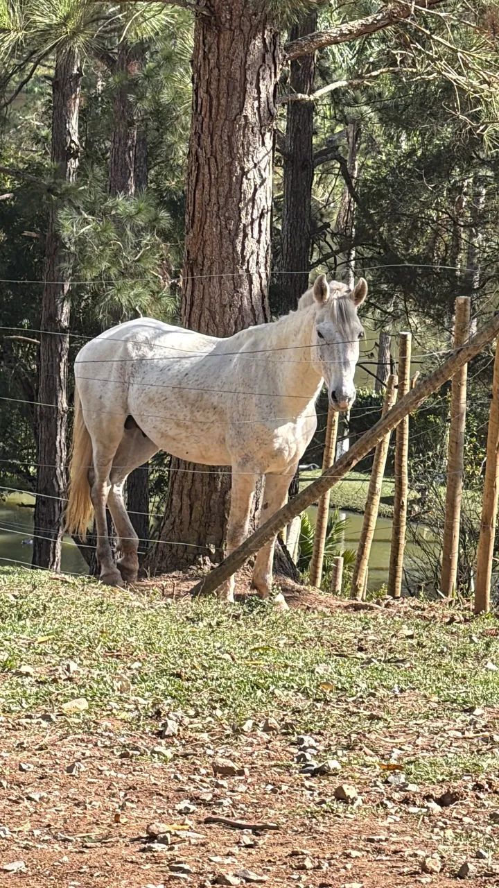 Cavalo Garanhão Manso - Foto 4