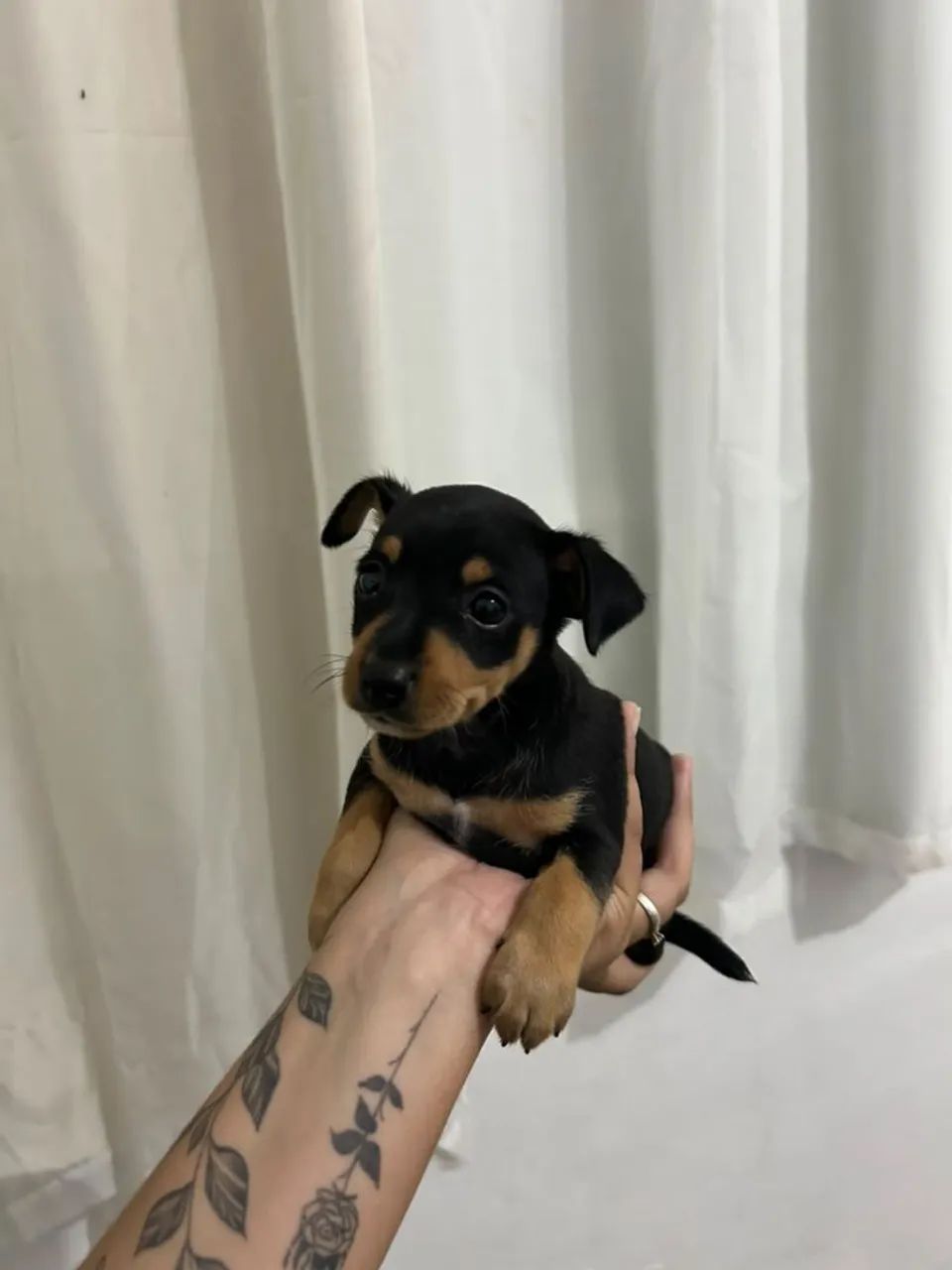 Filhote de pinscher  - Foto 4