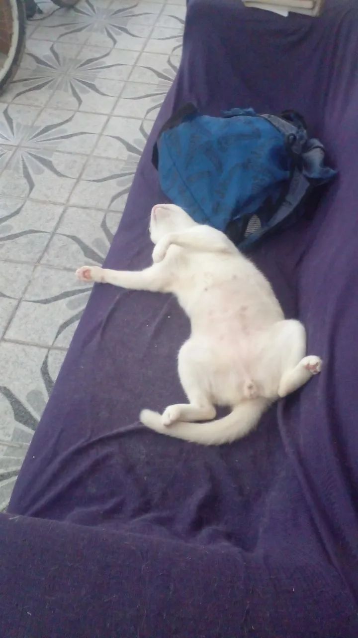 Adoção  - Foto 3