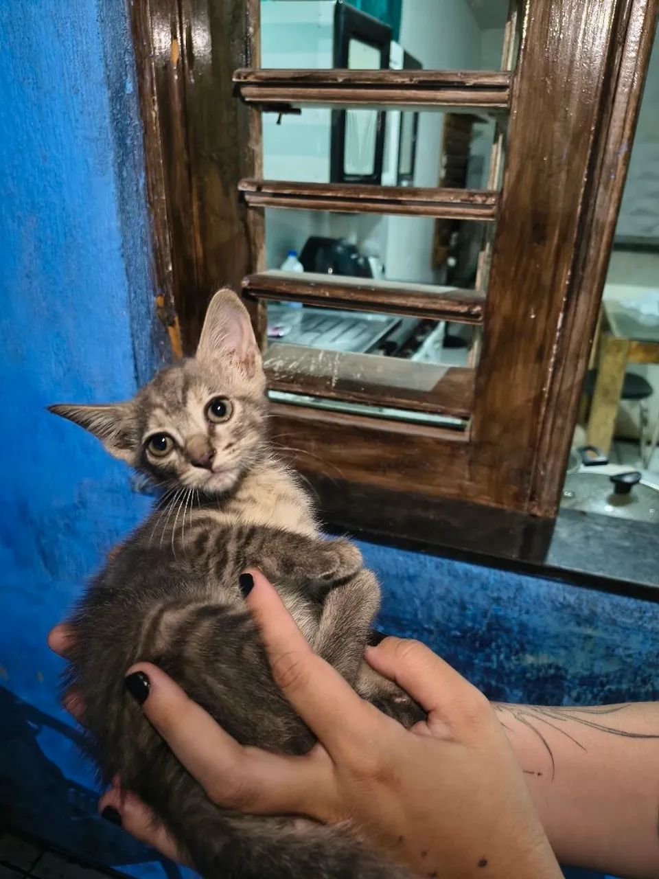 Gatinho RAJADO para adoção 