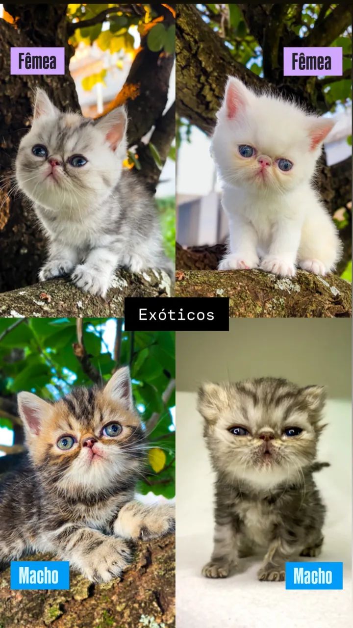 Gato Persa e Exótico  - Foto 2