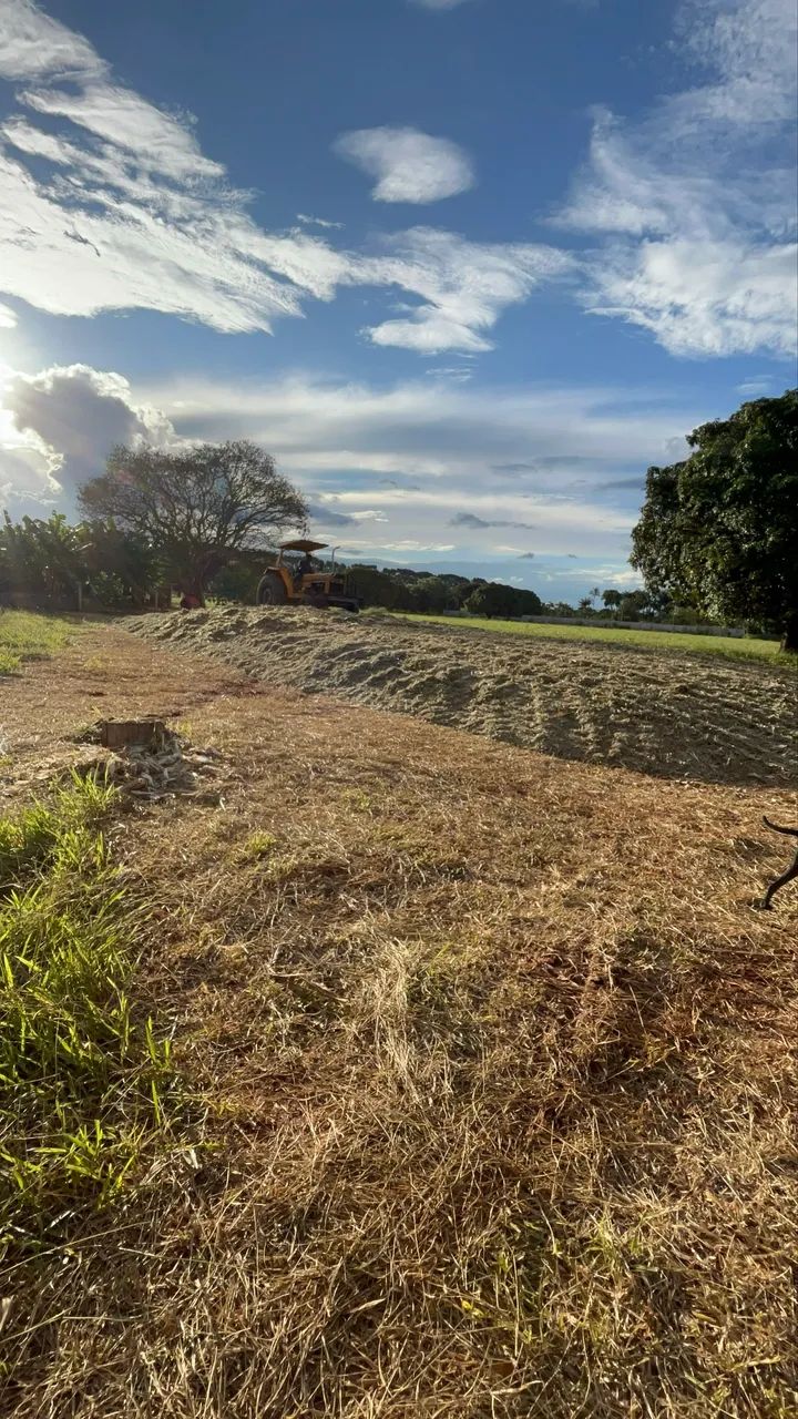 Silagem de milho  - Foto 5