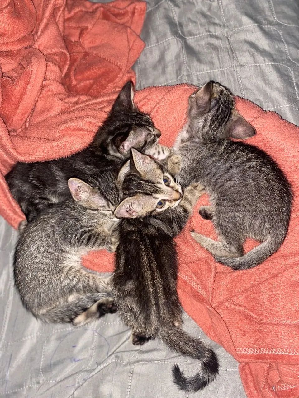 4 Gatos para adoção 