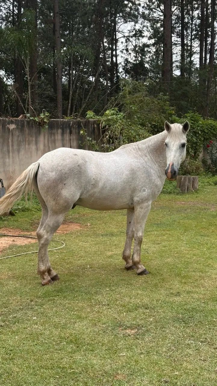 Cavalo  - Foto 5