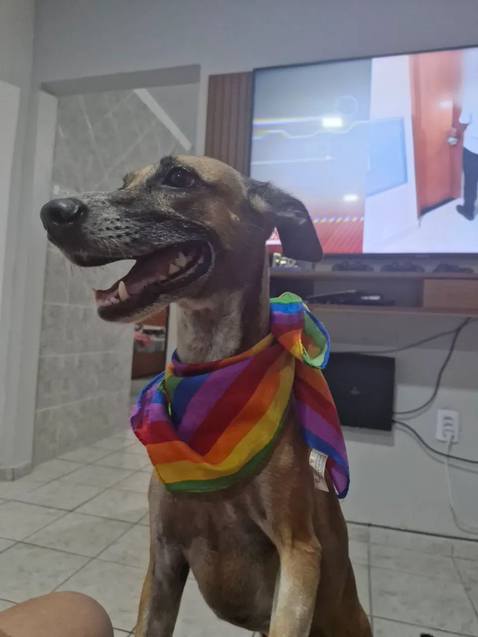 Doação de Cachorrinha - Foto 2