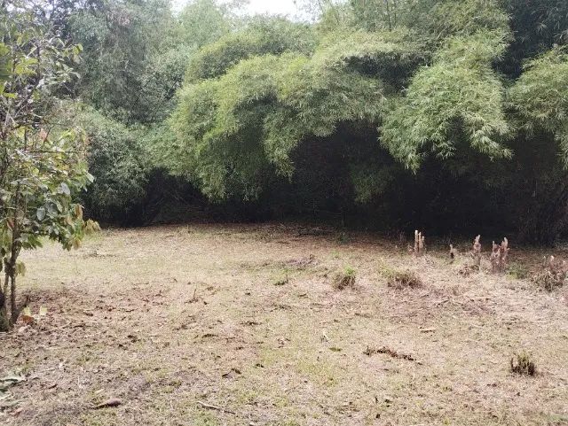 chacara com terreno de 59000m2 em aldeia camaragibe - Foto 5
