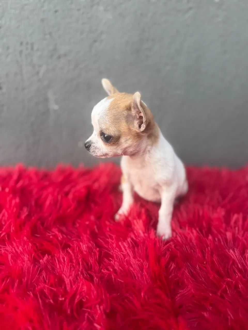 chihuahua  - Foto 3
