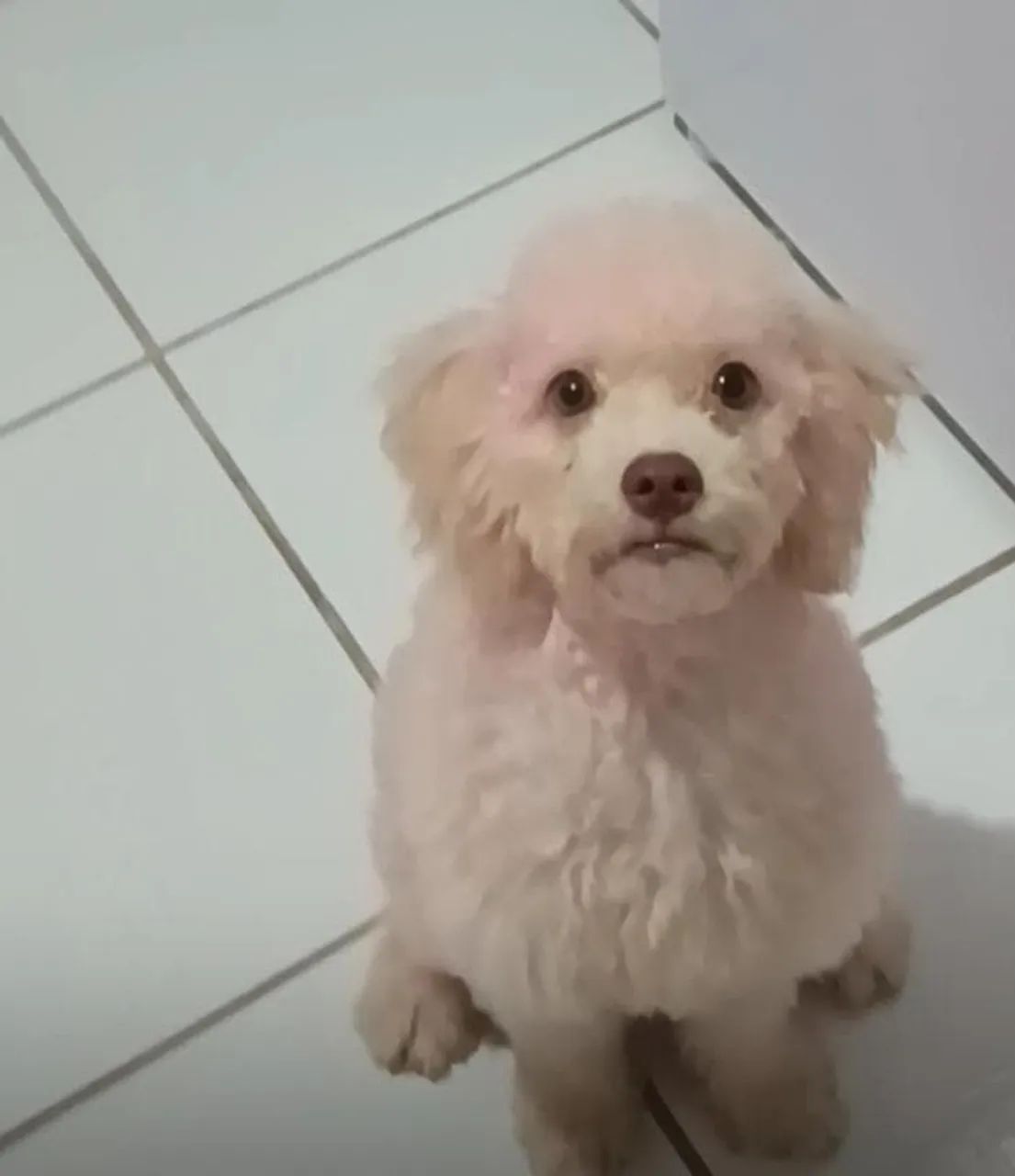 Poodle 