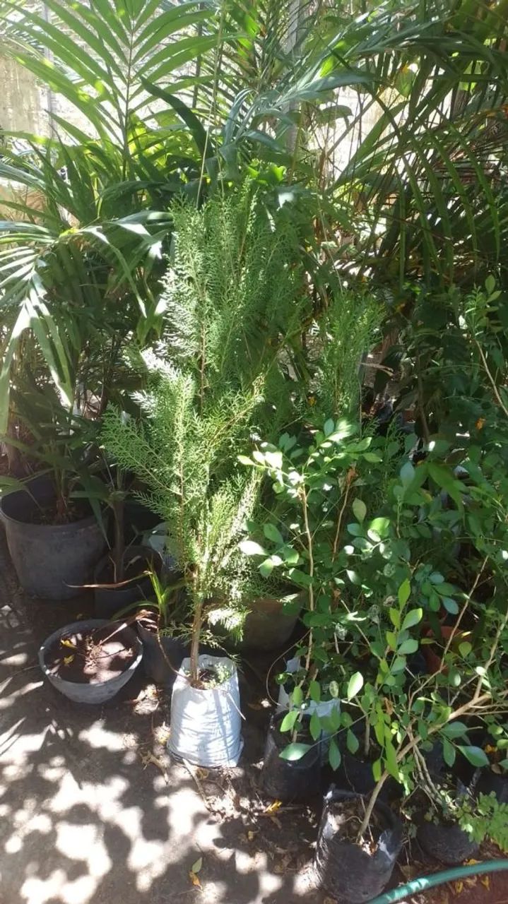 Plantas e C&A - Foto 2