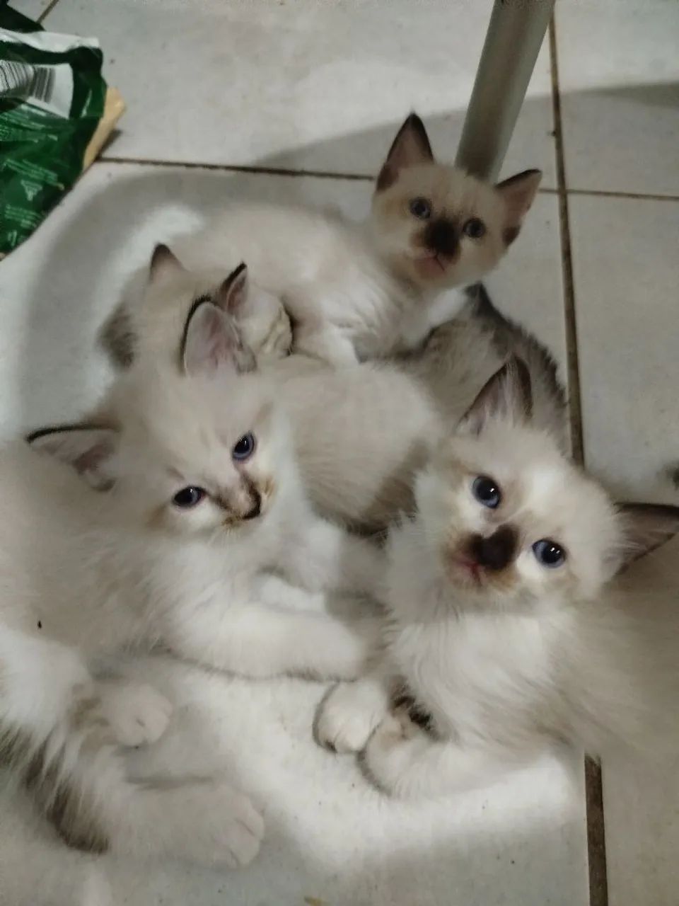 Gatinhos para adoção responsável 