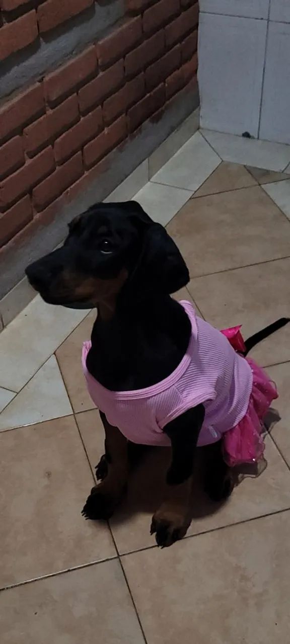 Filhote Fêmea de Doberman - Socializada, saudável e acompanhada por veterinário  - Foto 6