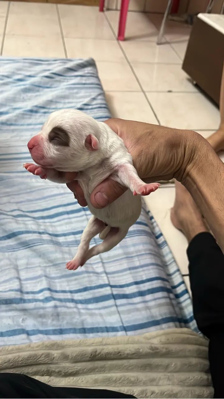 Filhotes de Pitbull 