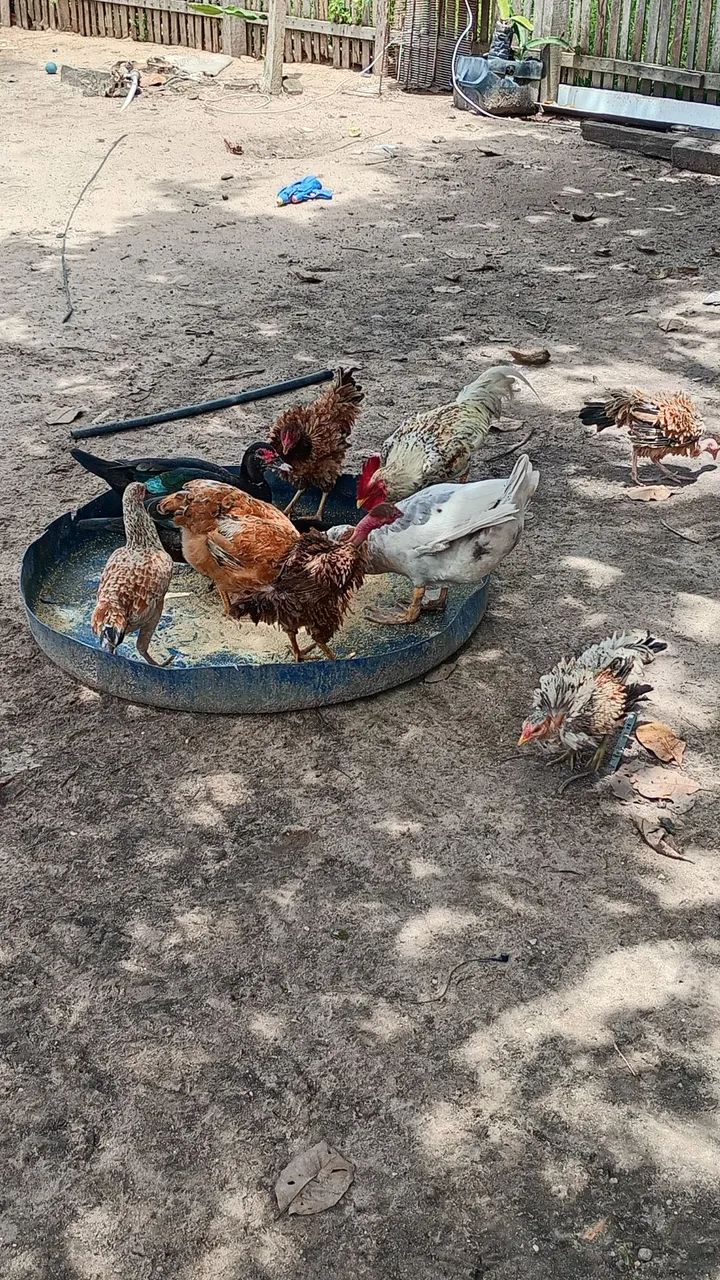 Galinhas e Casal de Pato - Foto 2