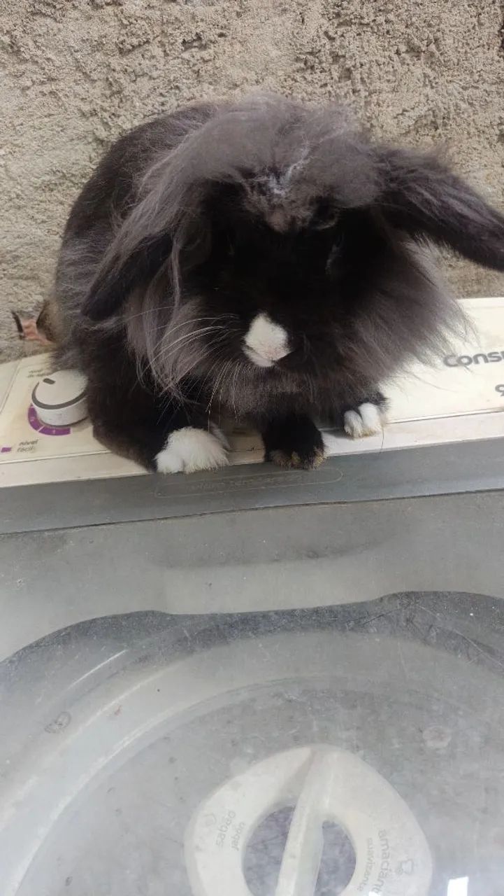 Mini coelho  - Foto 4
