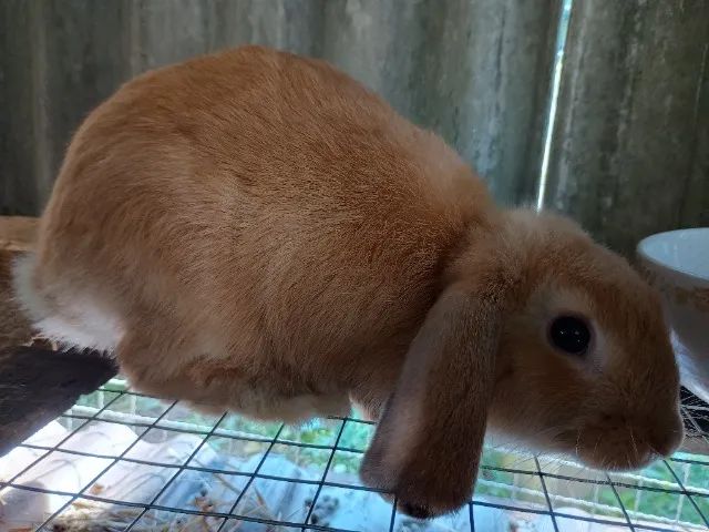 Mini Coelhos - Minilop - Mini Angorá  - Foto 3