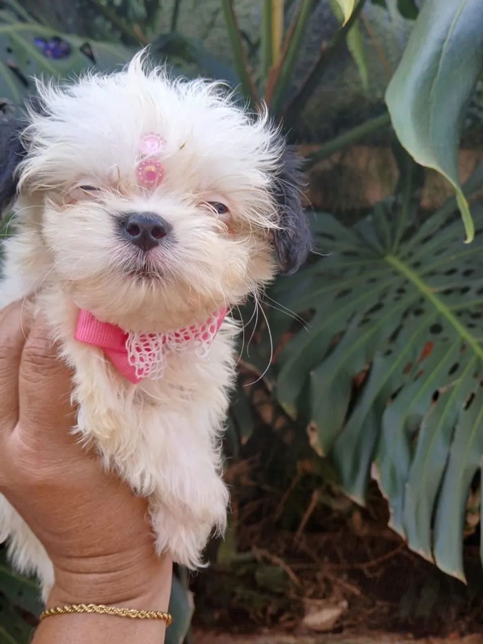 Lhasa apso - Foto 2
