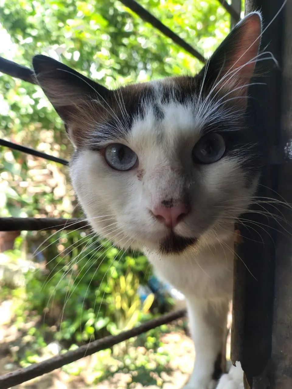 Gato para adoção! Macho, um ano de idade. - Foto 2