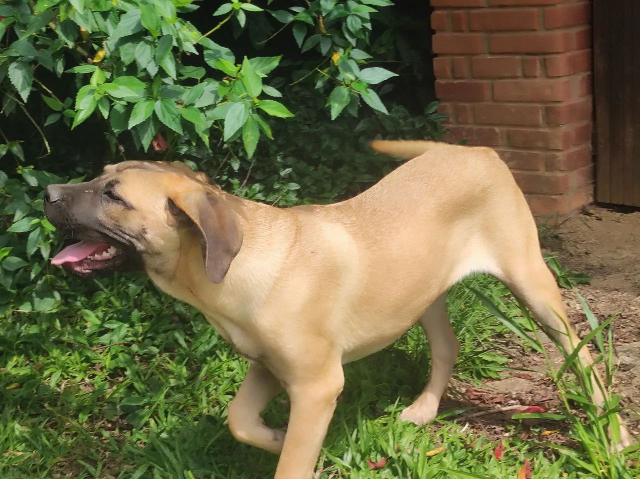 Cane corso macho com pedigree de 1 ano - Foto 5