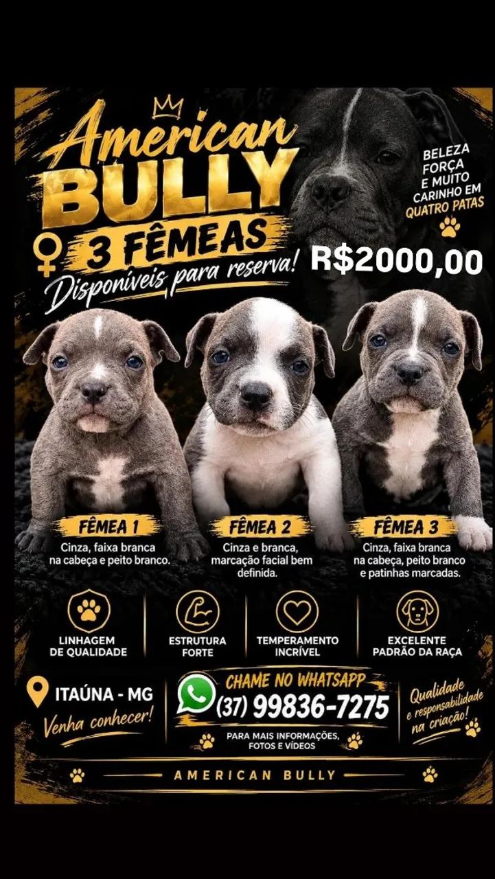 American Bully 