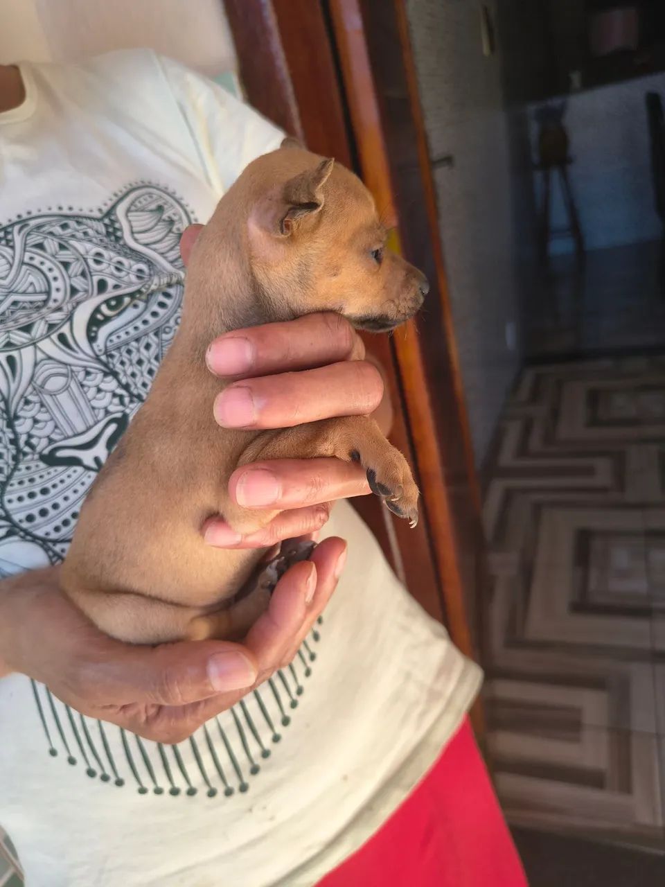 Pinscher 