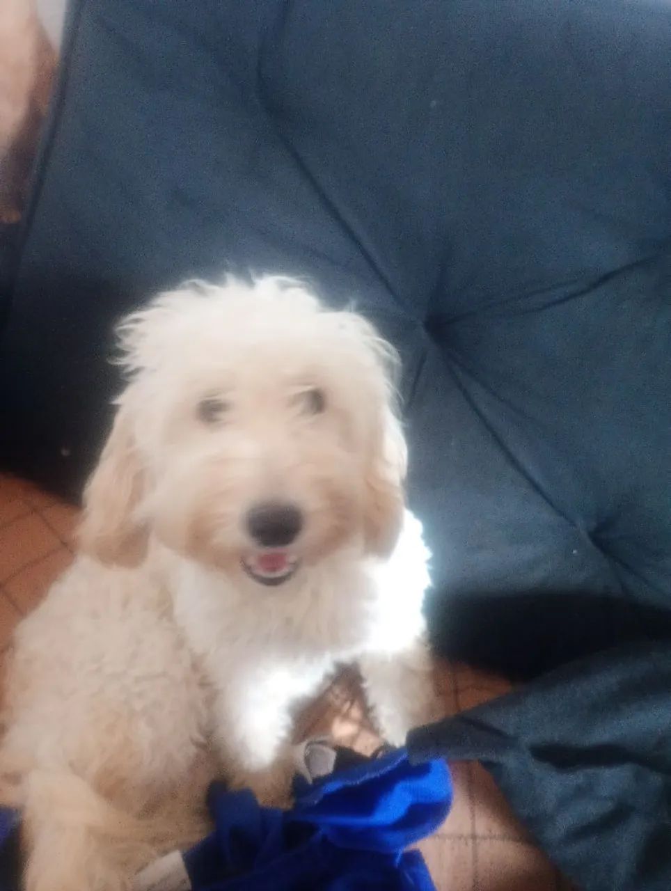 cachorro poodle - Foto 2