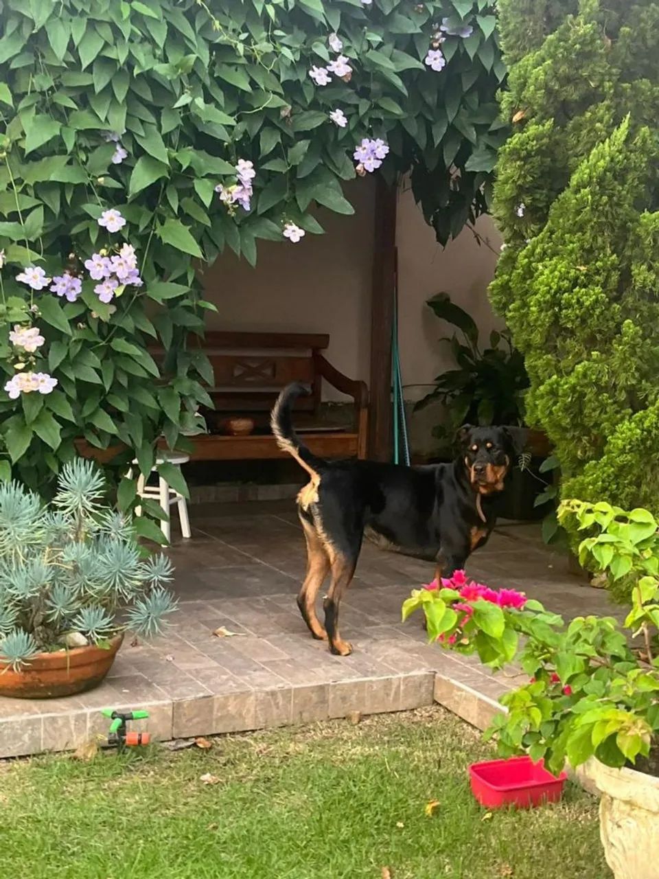 Doa-se uma linda rottweiler 