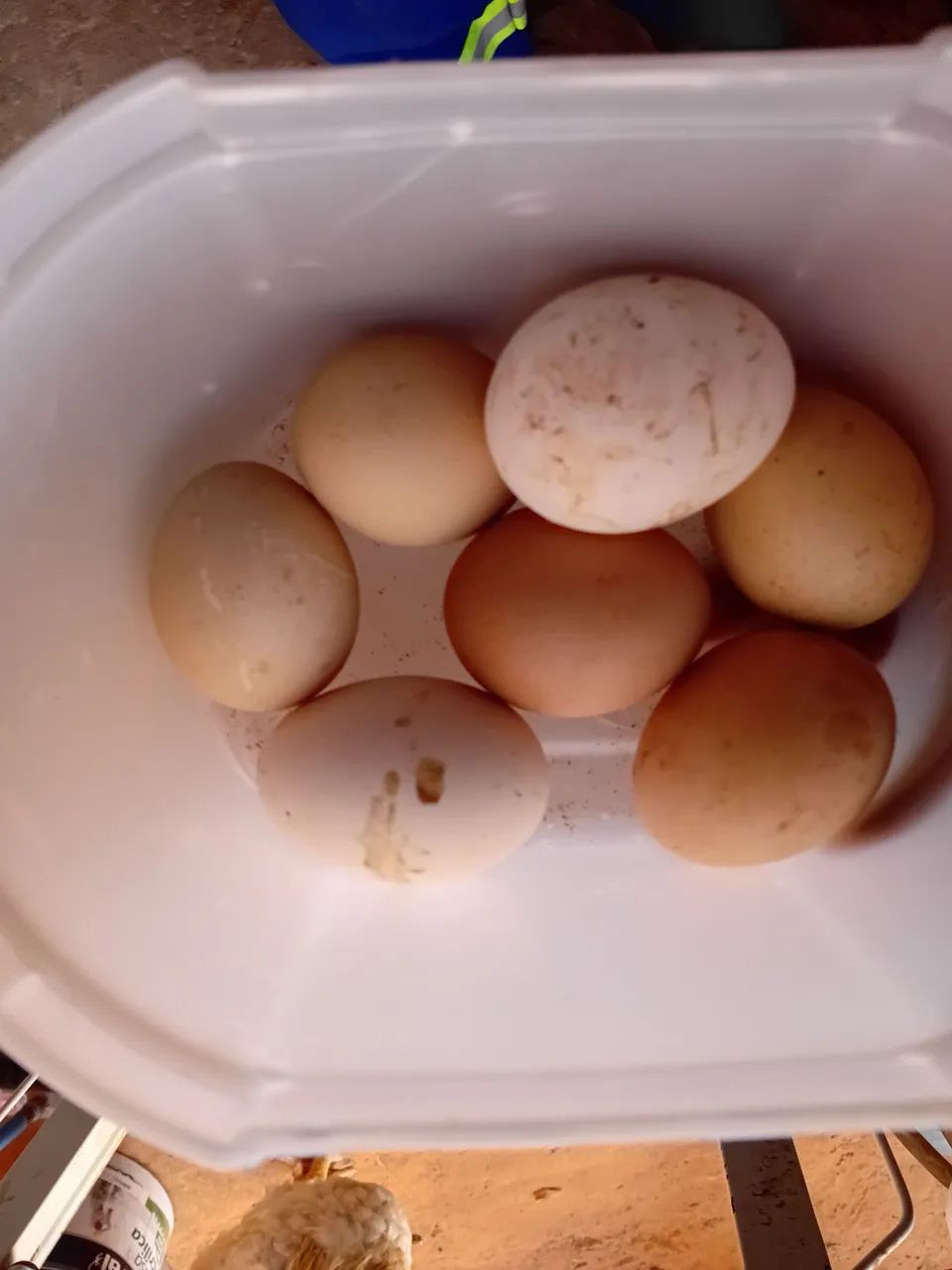 Galinha sertaneja balão 