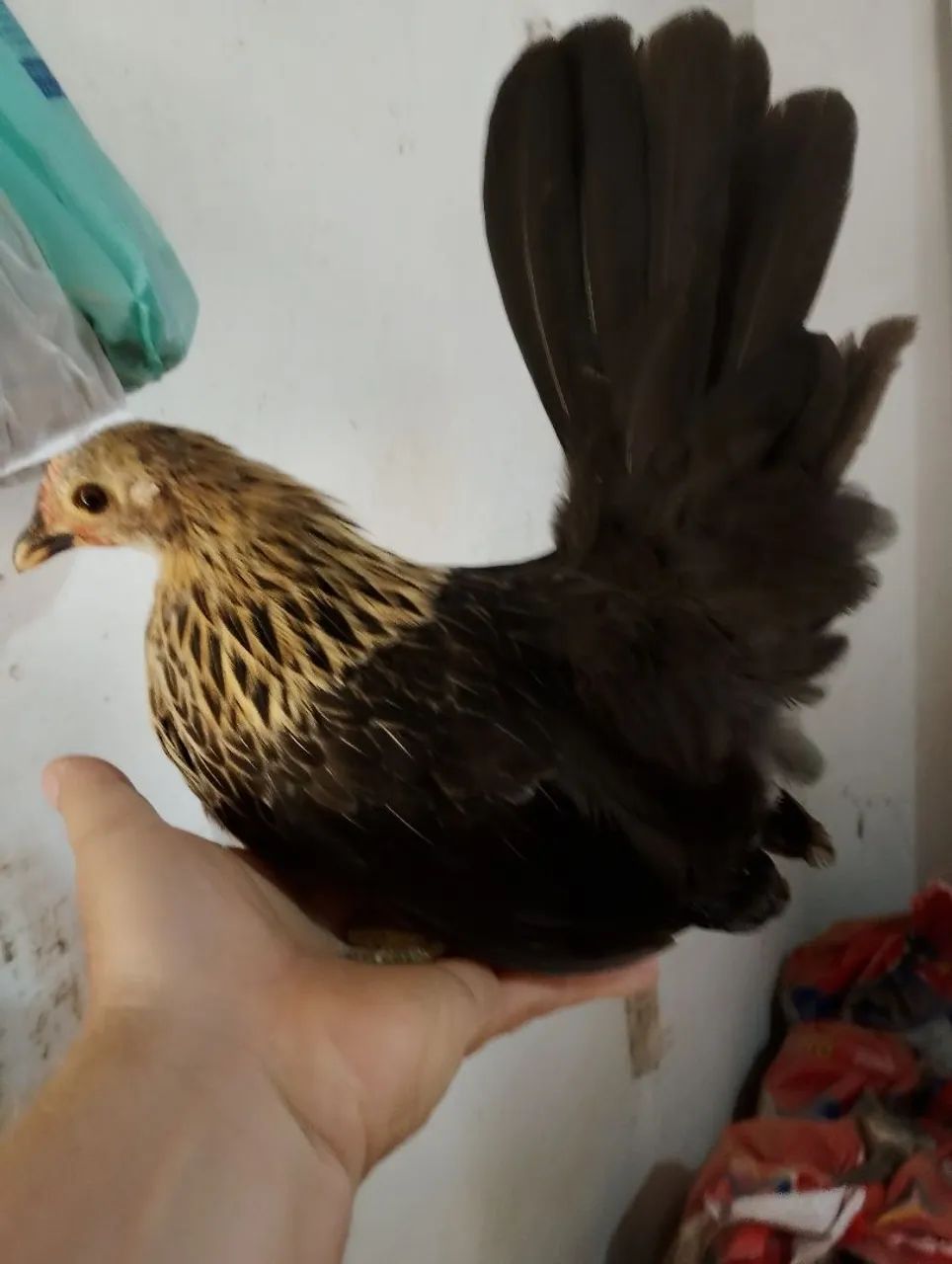 Franga Mine nagazaki na cor birtchem 6 meses 