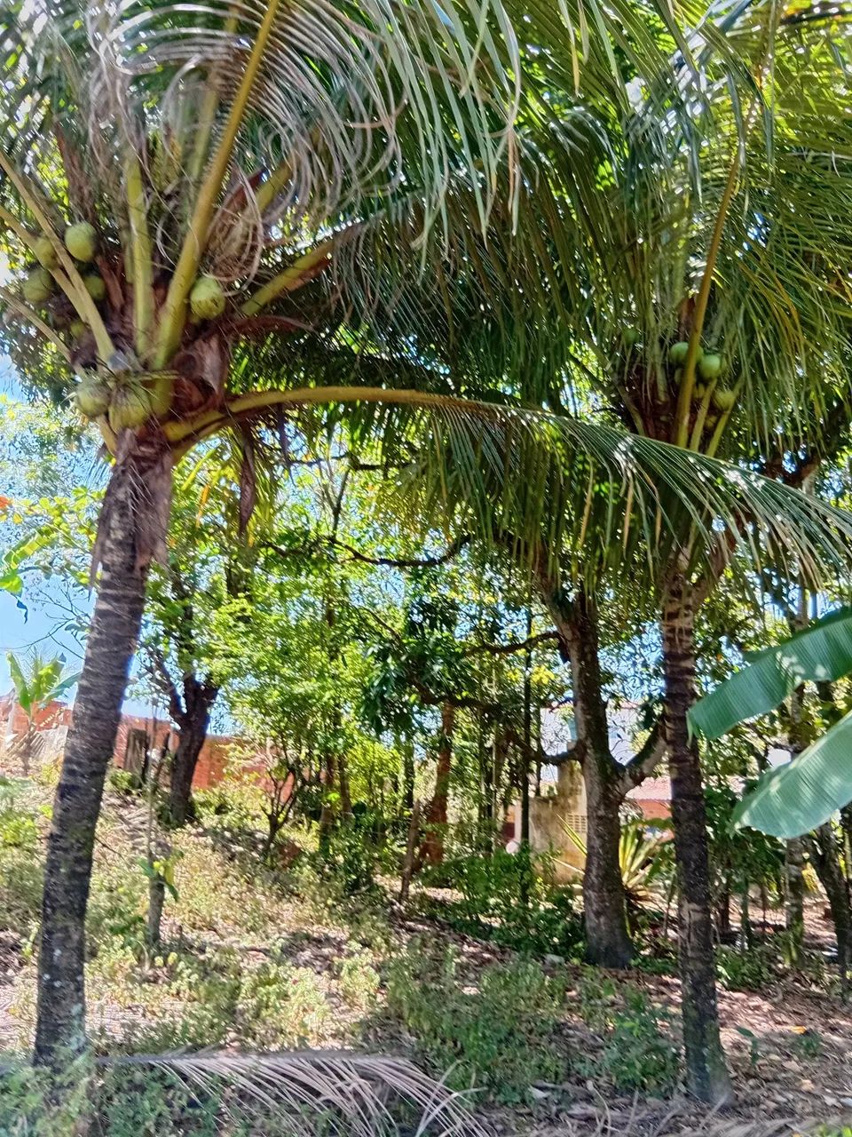 Vendo uma casa - Foto 2