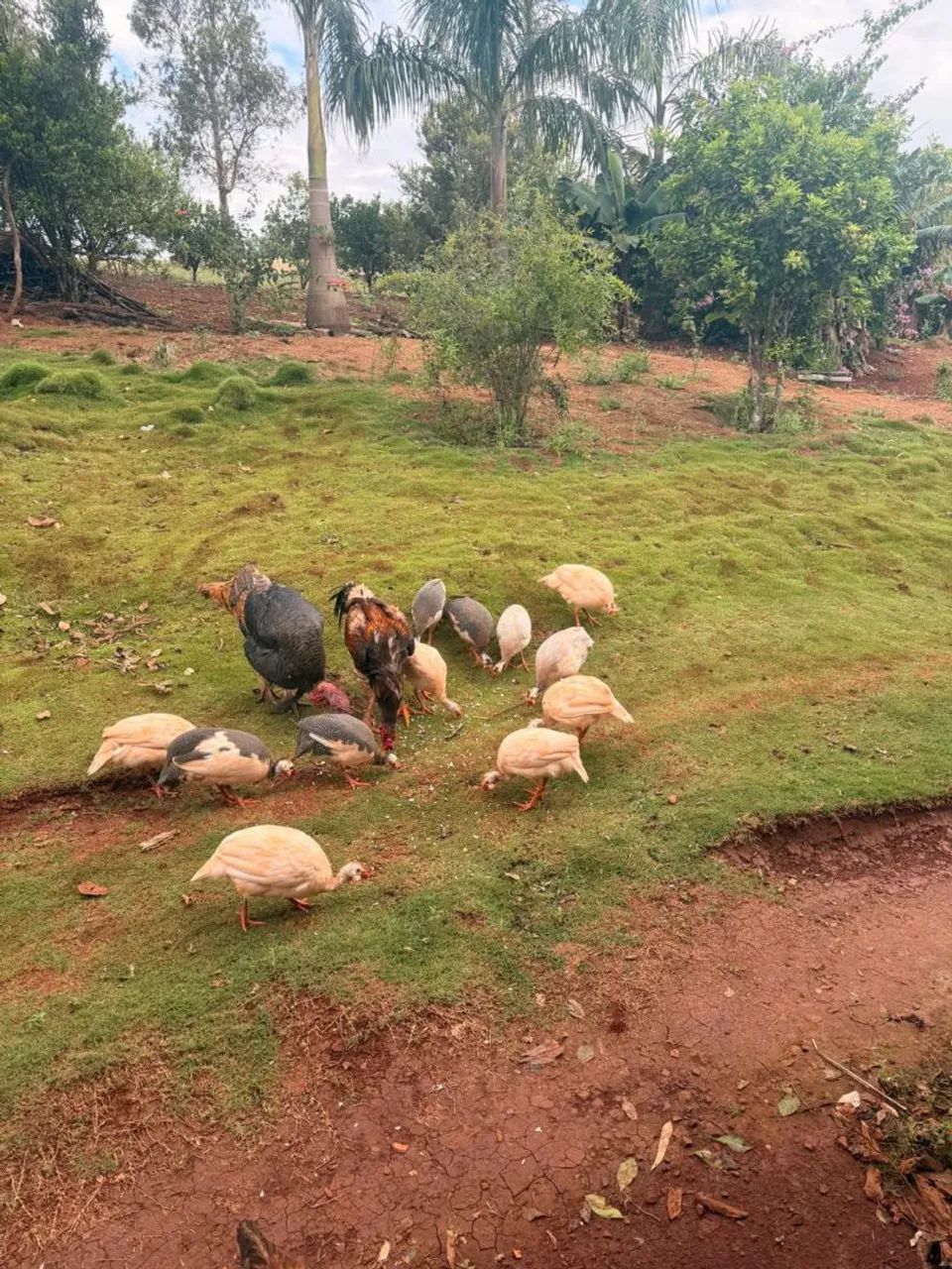 Angolas a venda  - Foto 5