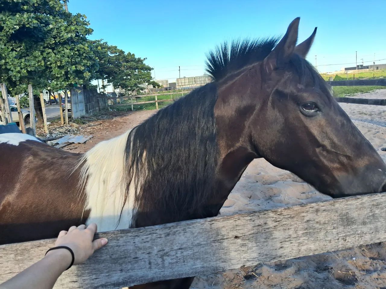 Cavalo MM - Foto 3