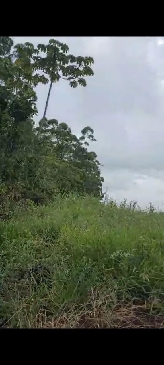 SÍTIO COM EUCALIPTO EM ARMAZÉM SC  - Foto 3