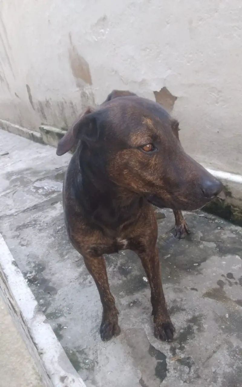 Doação de Bandog  - Foto 2