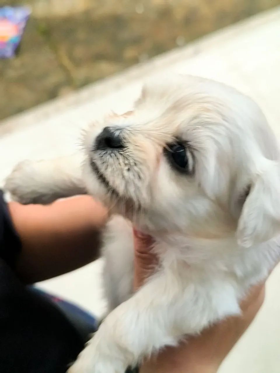 Lhasa Apso filhotes  - Foto 4
